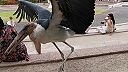 Marabu africký v Jungle Park Tenerife 4K