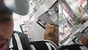 Who Let the Dogs Out?