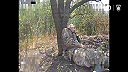 Fotky okupantov na náhrobné kamene #02