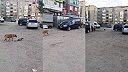 Sídliskové hry o prežitie: Kto loví koho?