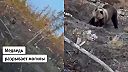 Medveď na cintoríne recykluje zbytky invázneho druhu
