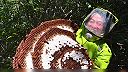 Likvidácia veľkého podzemného hniezda sršňov mandarínskych