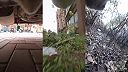 Keď mačka uniká pred svorkou túlavých psov (POV)