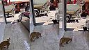 Mačka už myslela, že sa konečne nažerie