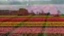 Krajina tulipánov