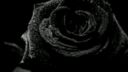 The Dandy Warhols - You Were The Last High