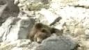 video Lov medveďa hnedého na Sibíri.