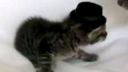 video Preplieskané mačiatko
