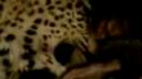 Extrawelt - Leopard