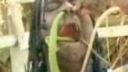 Hady v nose