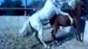 video Párenie koní