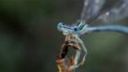 Dragonfly vs. Yolanda - We No Speak Americano