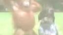Priateľstvo psa a orangutana
