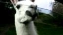 Lama - song