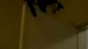 Mačací parkour 2