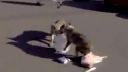 video Ruskí vlci sa sťahujú k hypermarketom