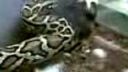 Python molurus bivitattus