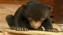video Malý medvedík 3