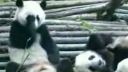 Kýchajúca panda
