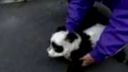 Panda pes