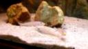 Cyphotilapia frontosa blue Mpimbwe F1