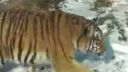 video Sibírsky tiger 