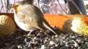 Červenka obecná (Erithacus rubecula) - 28.12.2010