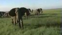 video Rozzúrený slon