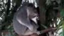 Koala punk