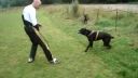 Cane Corso 1