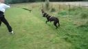 Cane corso 2