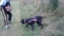 Cane corso 3
