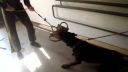 Cane corso 4