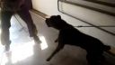 Cane corso 5