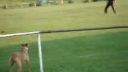 Cane corso 6
