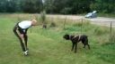 Cane corso 10