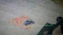 Cs 1.6 bugs :D funny video 2011