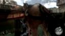 Assasins creed brotherhood horse bug