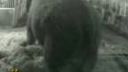 Týraný slon