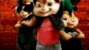 Chipmunk - Discavery channel