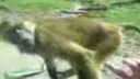 Zoo