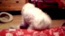 Pongo a biely zajac