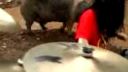 ANIMALS KILLING PEOPLE - HUMANS DISGUSTING SPECIES