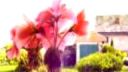 Flowers (short edit)