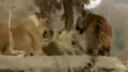 Tiger a lion bojuju proti sebe