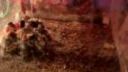 Brachypelma Smithy