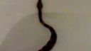Boa Constrictor MORTIIS