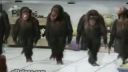 video Tancujúce opice