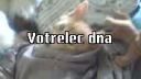 Mačka votrelec