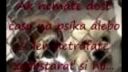 Narodili sa, aby zomreli. Smutné video o zvieratkách v útulku